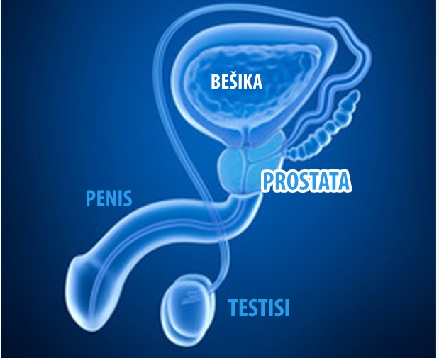 prostata